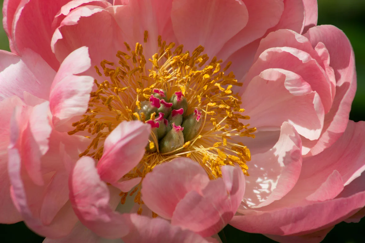 Peonies of Hildene, Manchester, VT 2019
