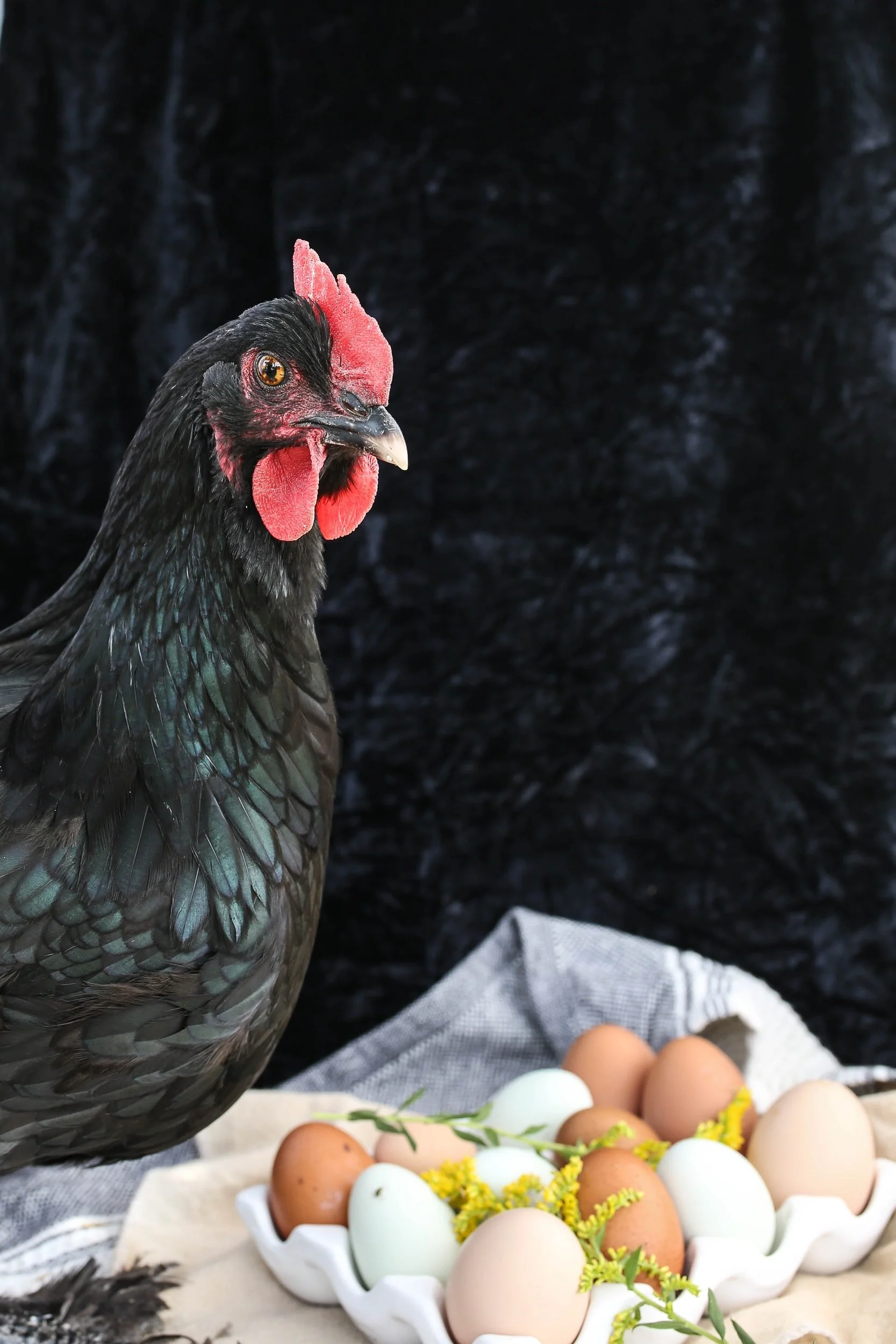 The Chicken-Egg Debate of Mental Health