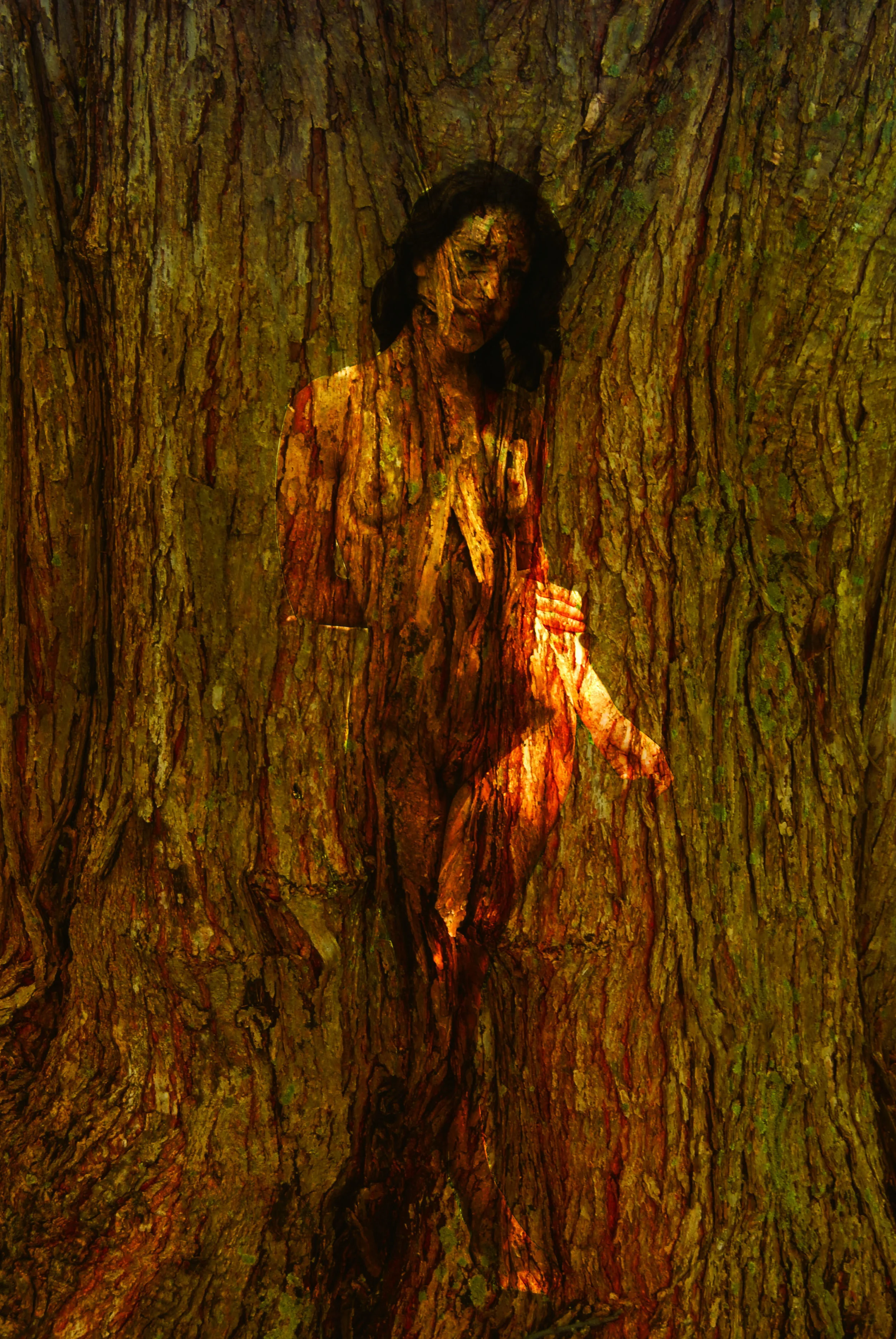 Maxine playing in tree.jpg