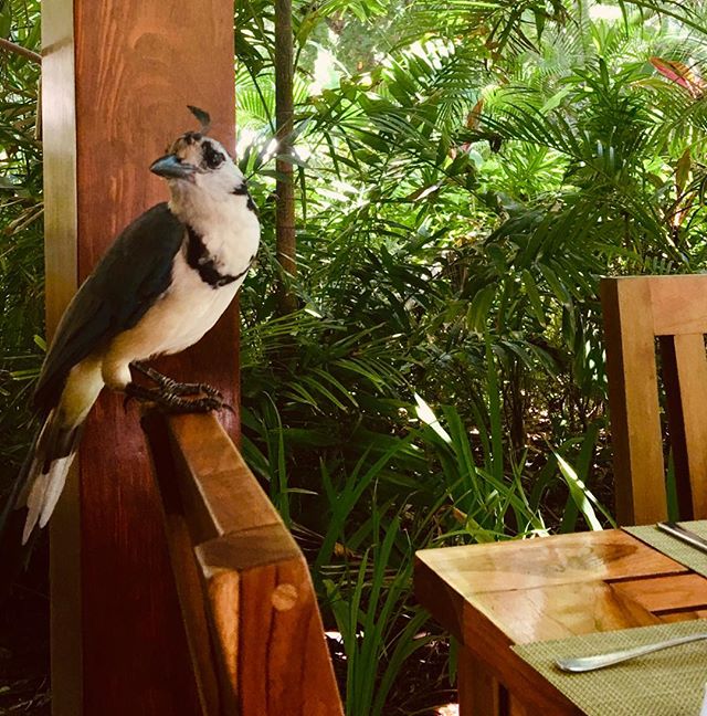 Beautiful &amp; well behaved @ our neighbor, @hotelflorblanca #birdsofcostarica #nature #beauty #maisonmarazul #santateresa #costarica