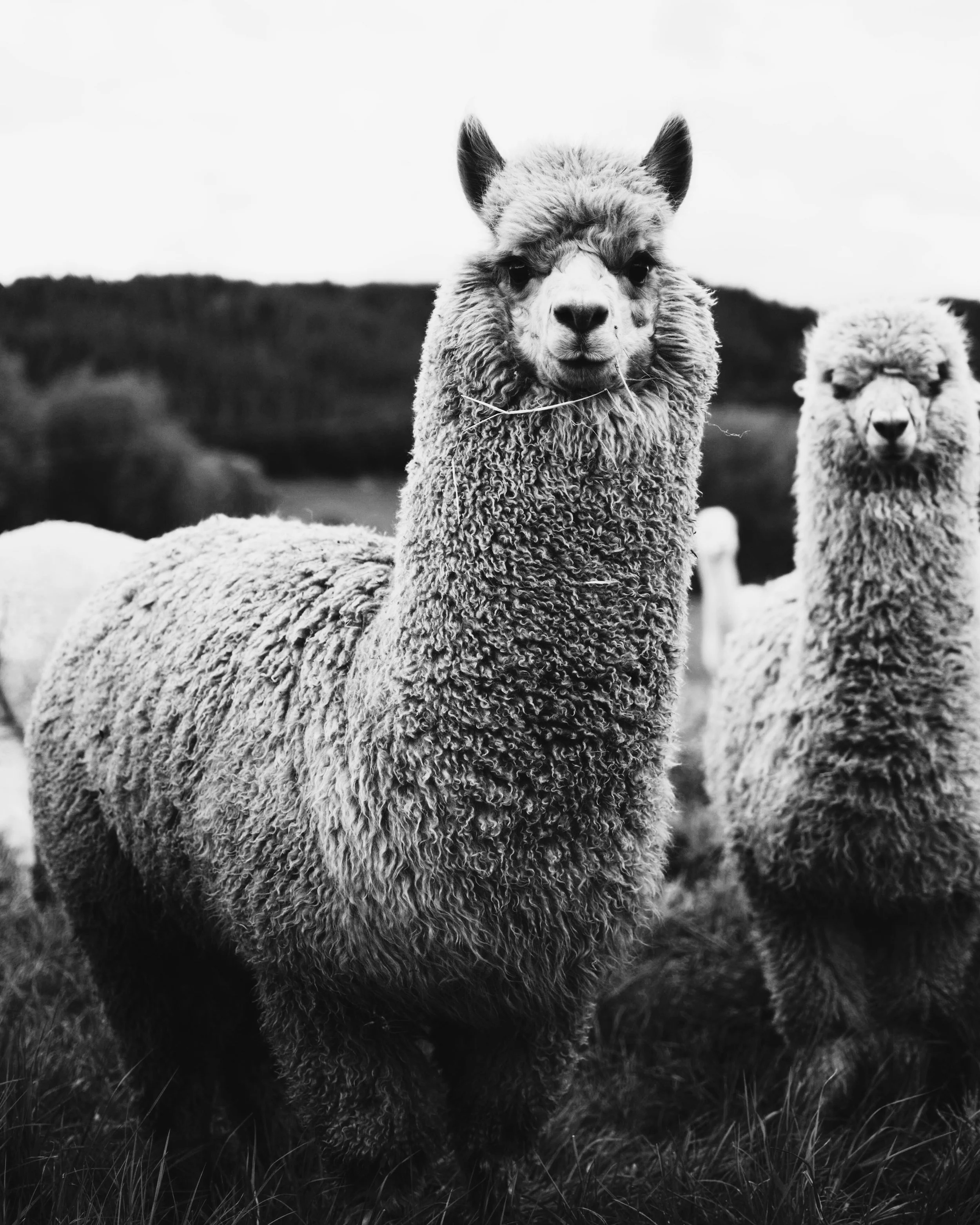 Tririga Maximo Transition - Let us be your guide!