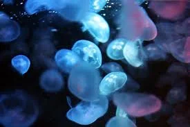 jelly fish.jpg