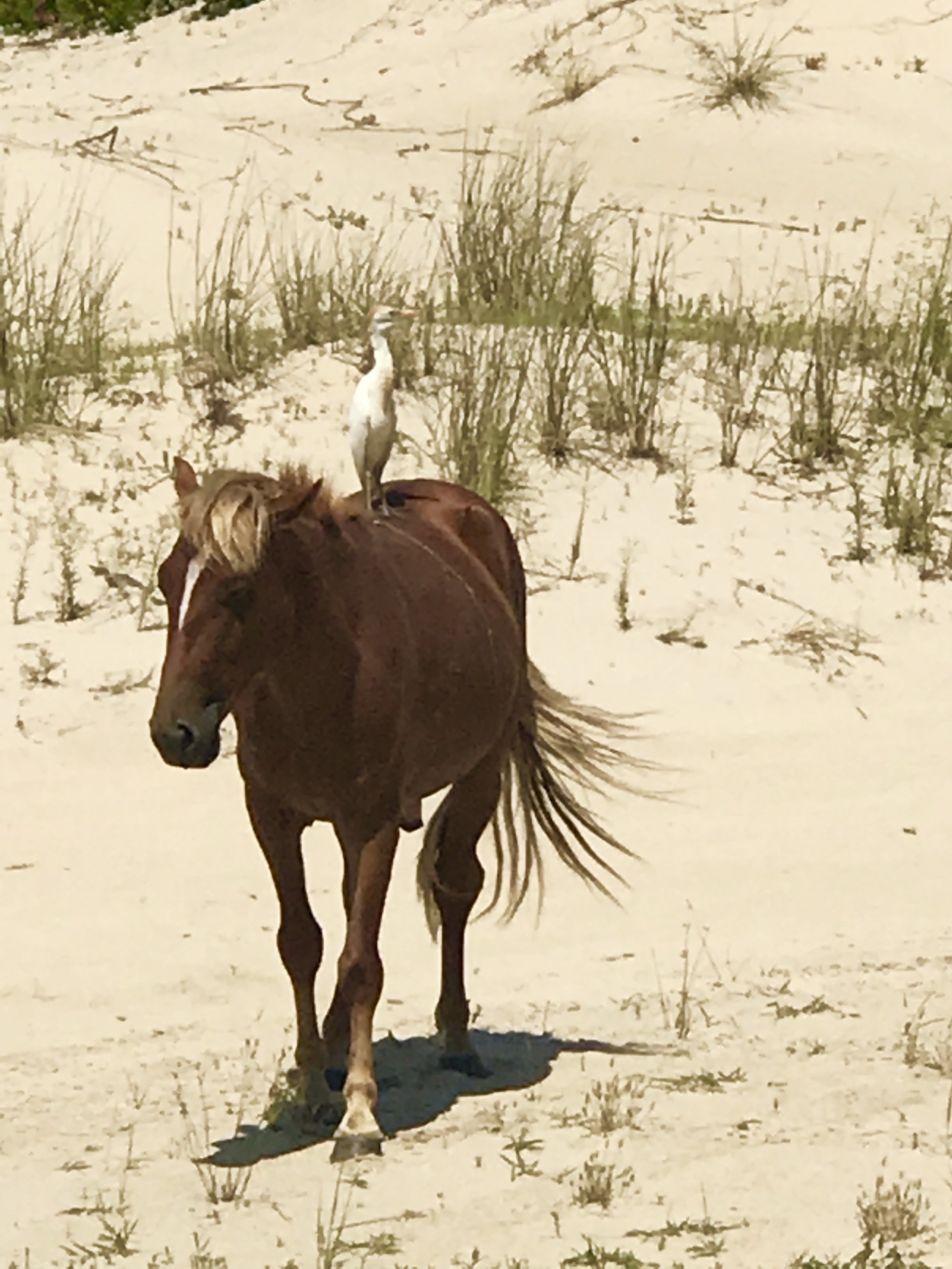 An Outer Banks Adventure - Bob's Wild Horse Tours
