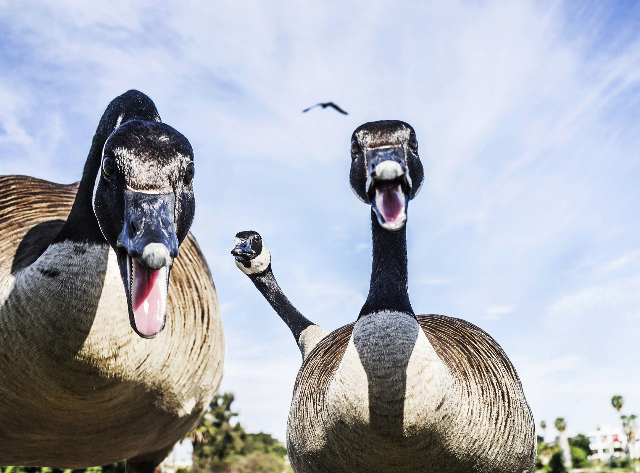 do not mess with the MacArthur Park geese, they will fuck you up