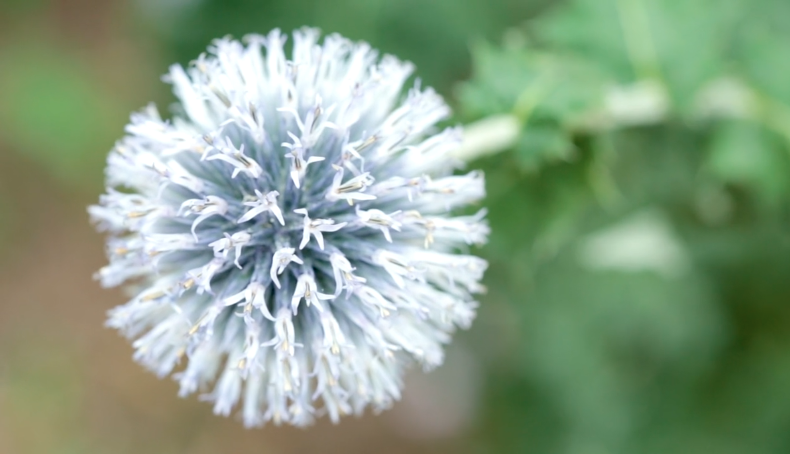 Screen Shot 2019-06-05 at 11.24.52 AM.png