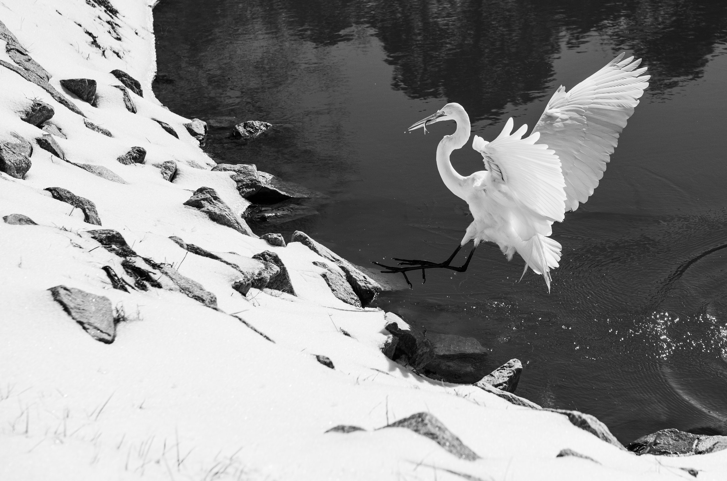 White Egret Fishing in the Snow.jpg