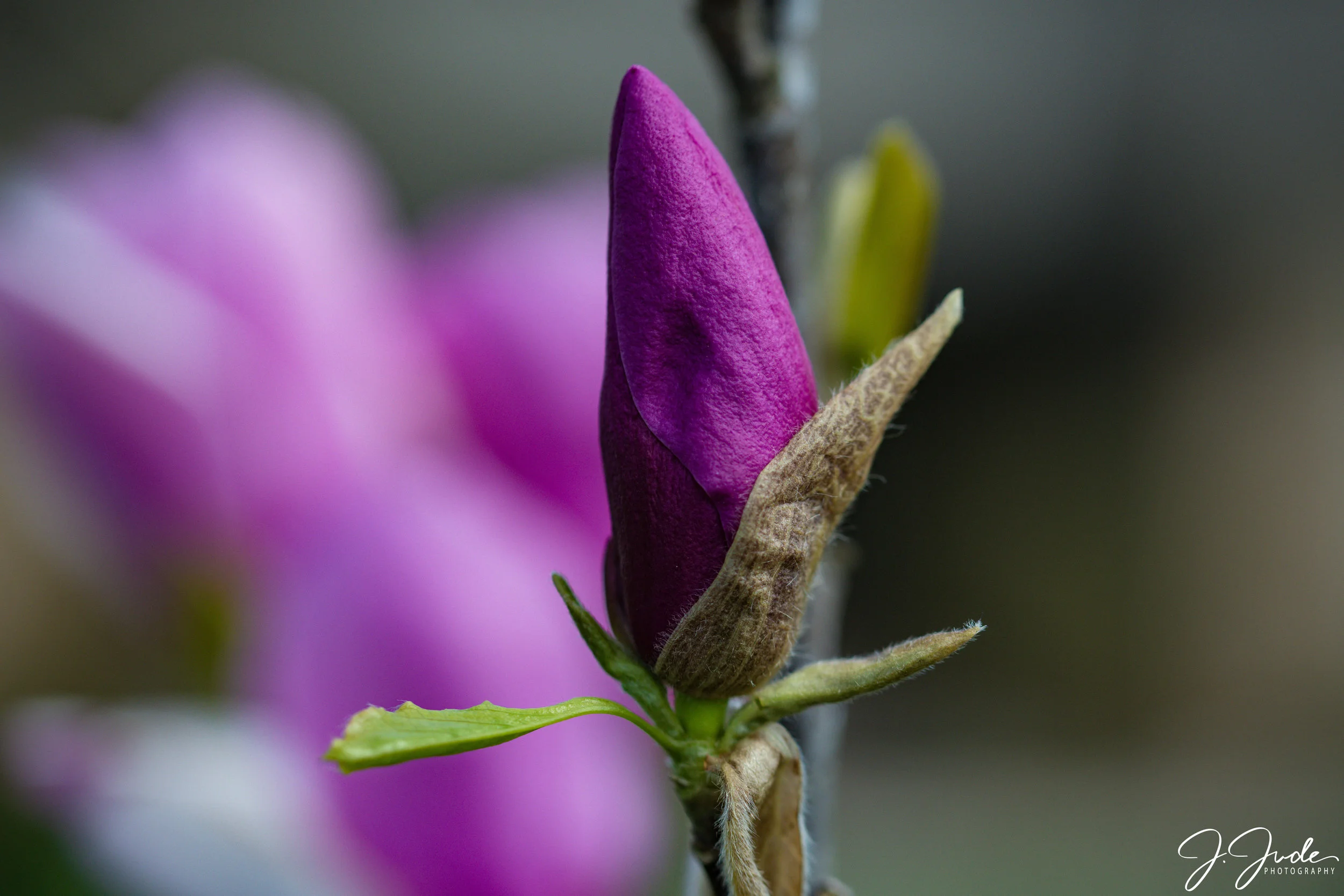 DSC_3563.jpg