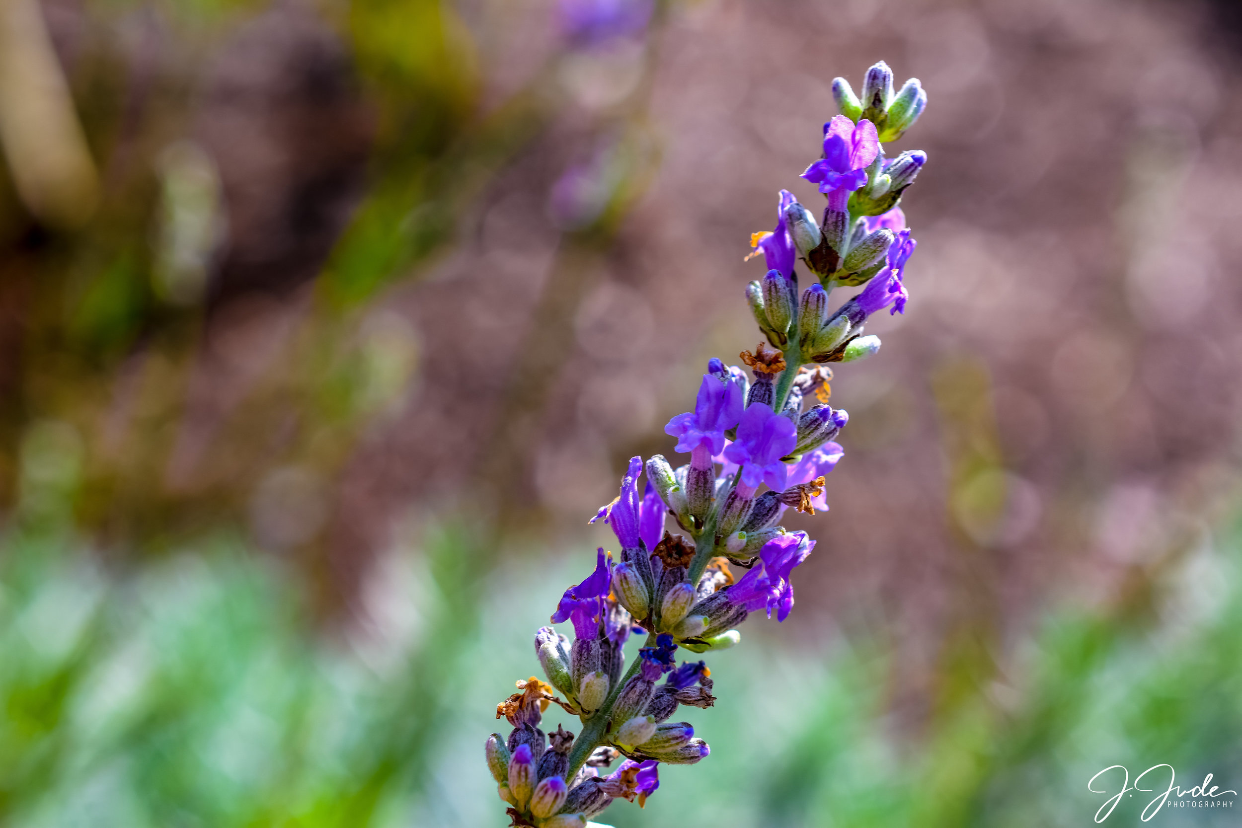 DSC_0043.jpg