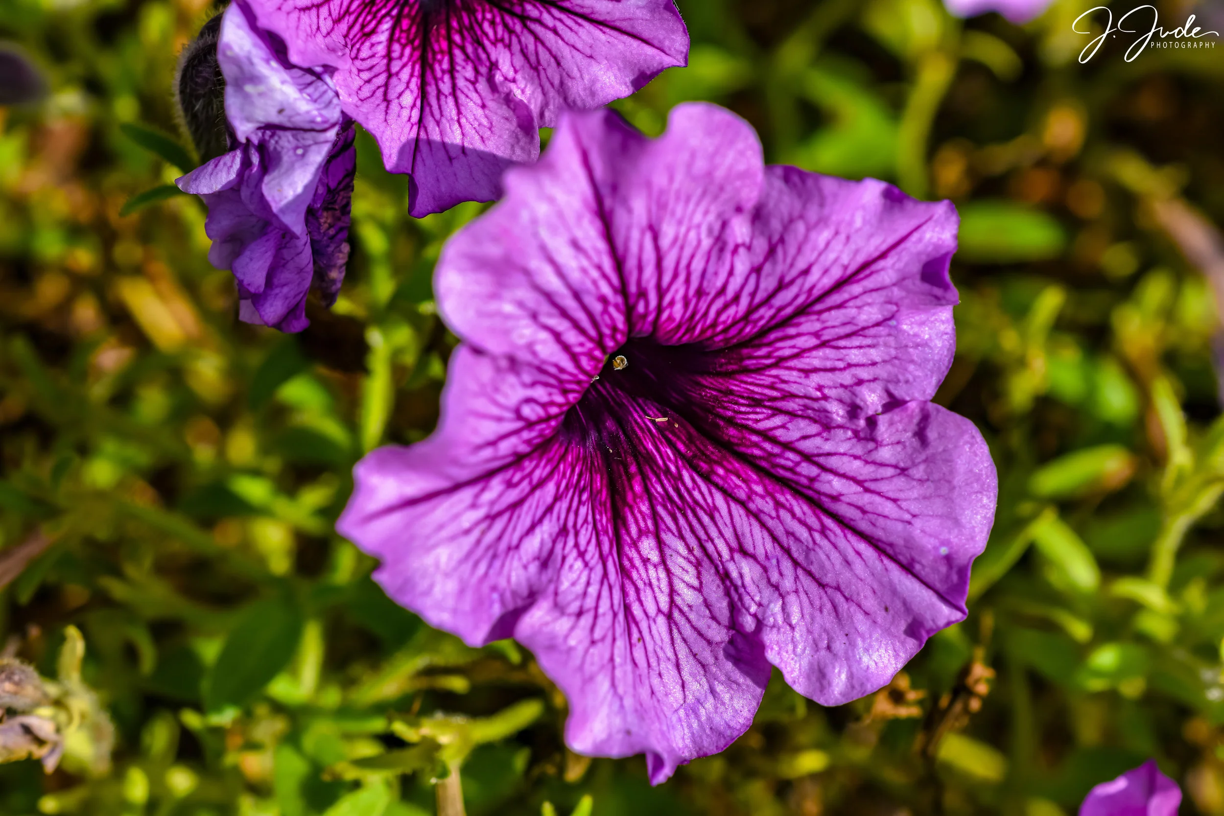 DSC_0041.jpg