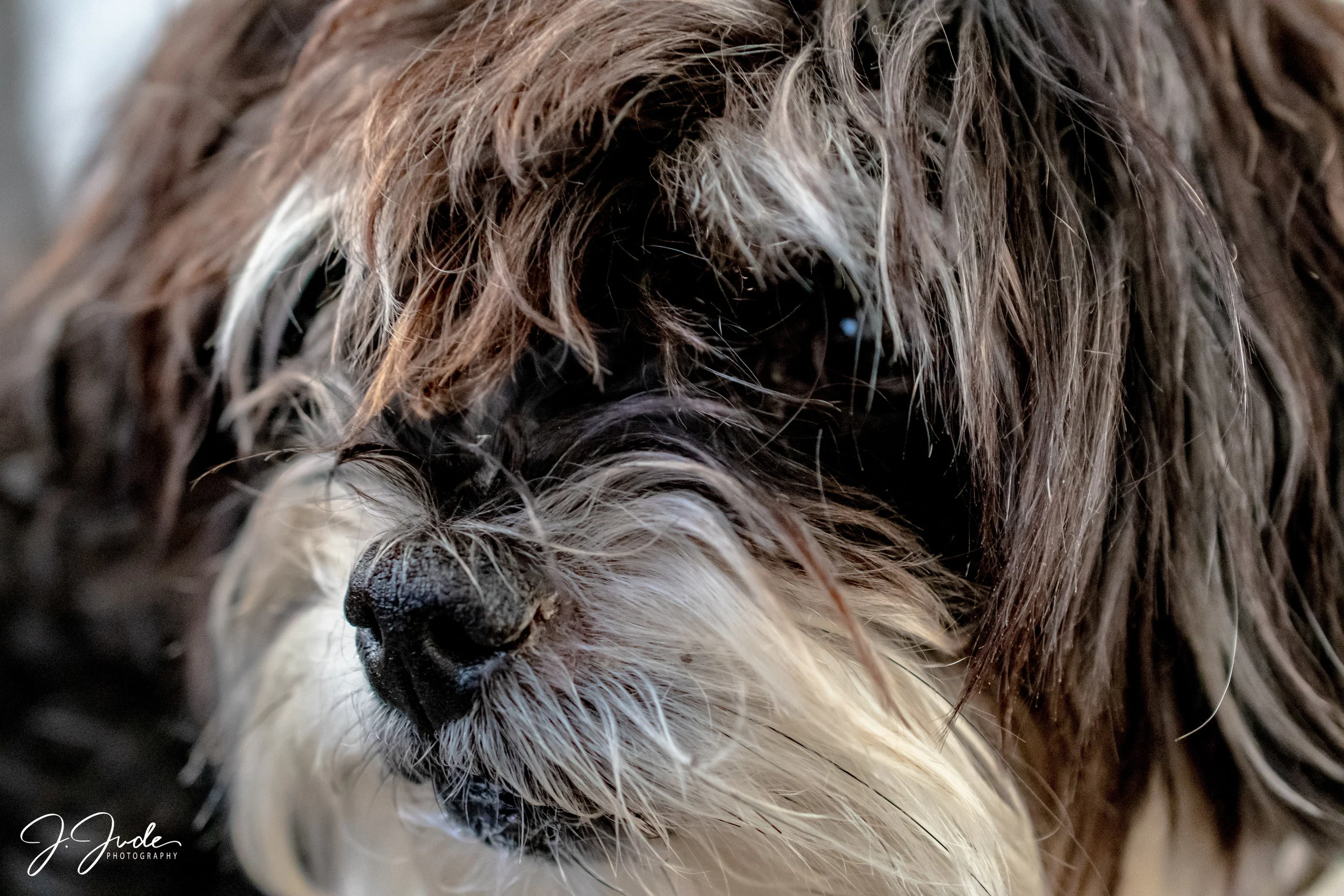 Lucy