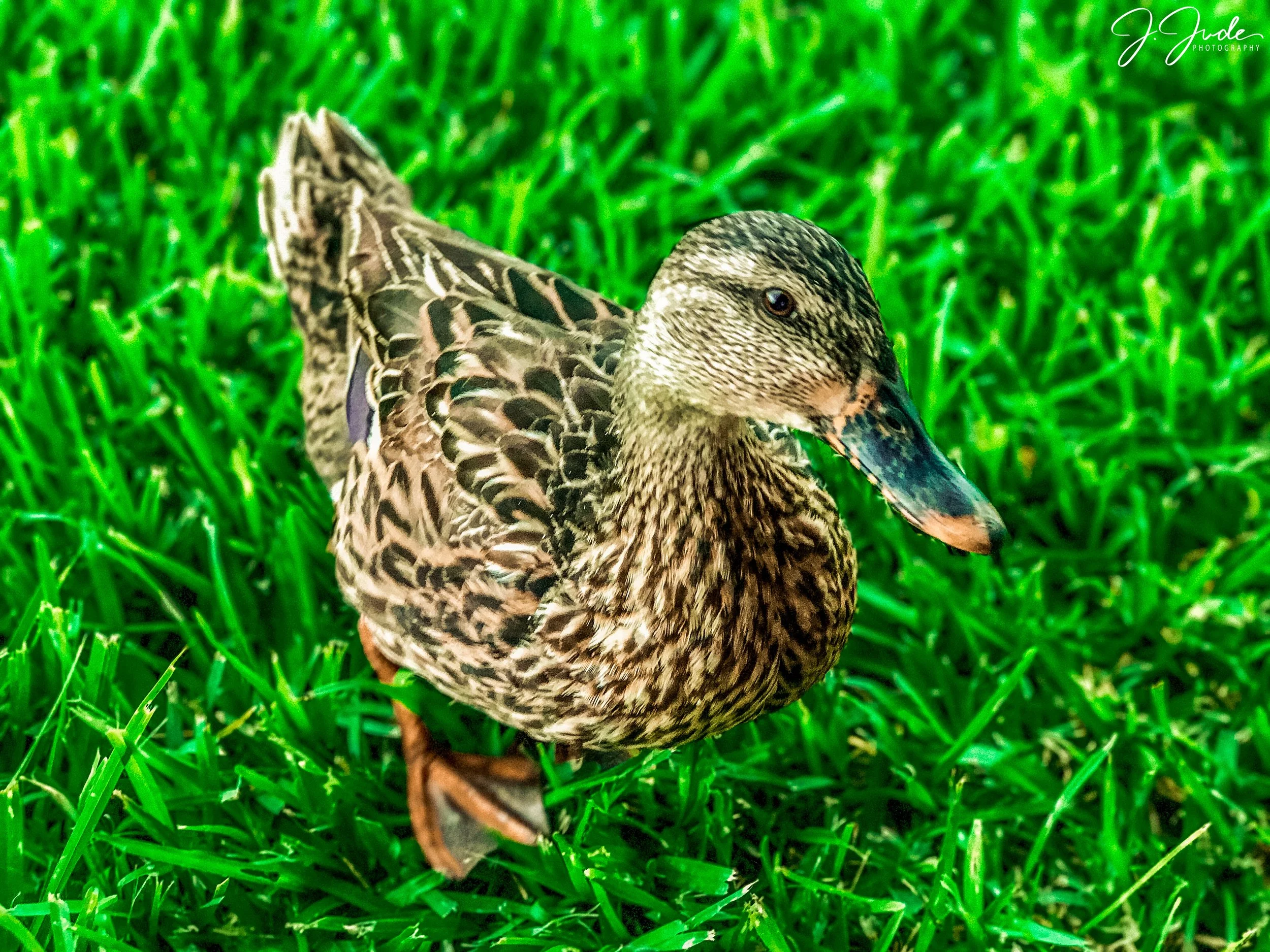 Polynesian Resort, WDW, Orlando, FL