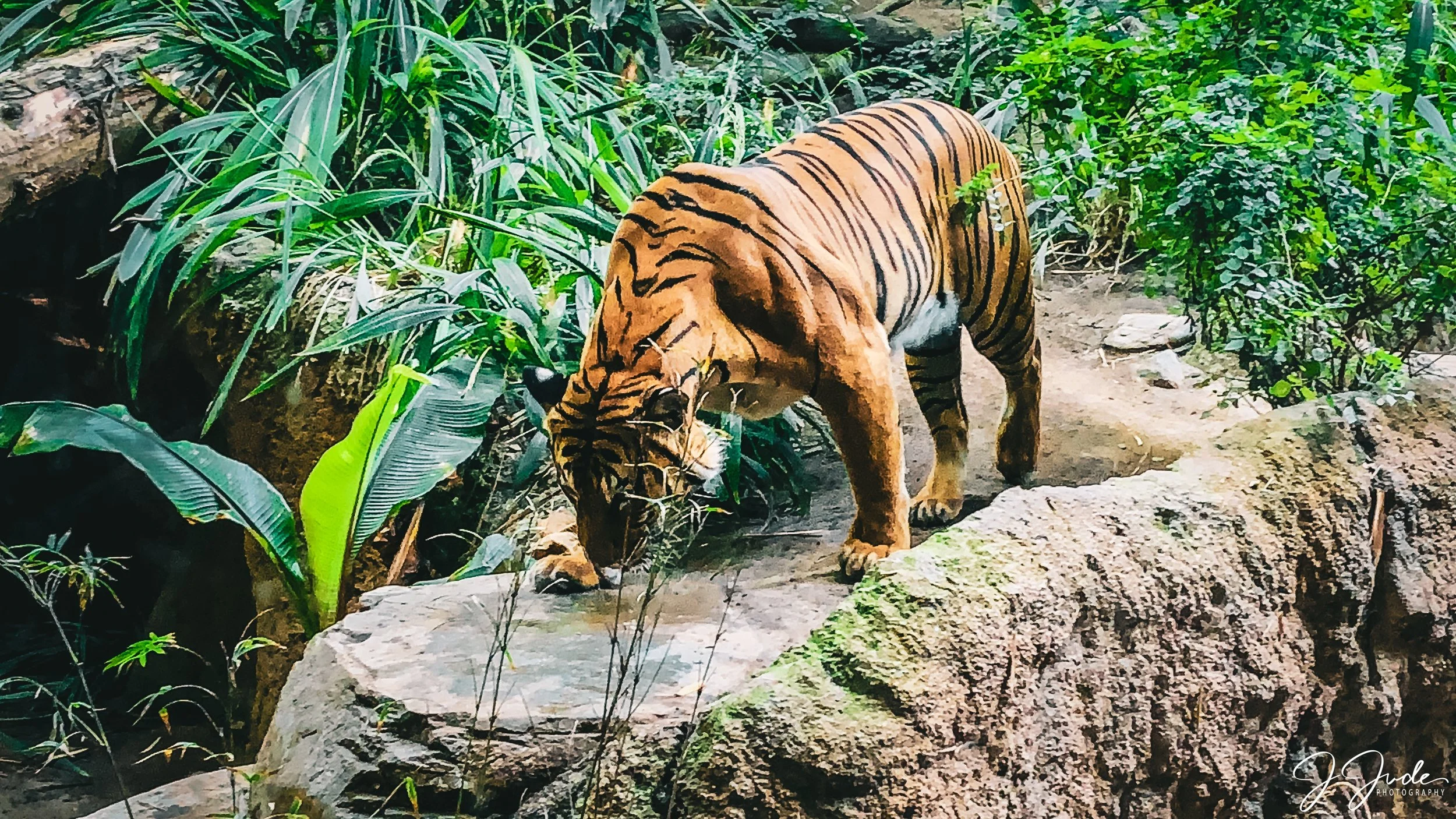 San Diego Zoo, San Diego, CA