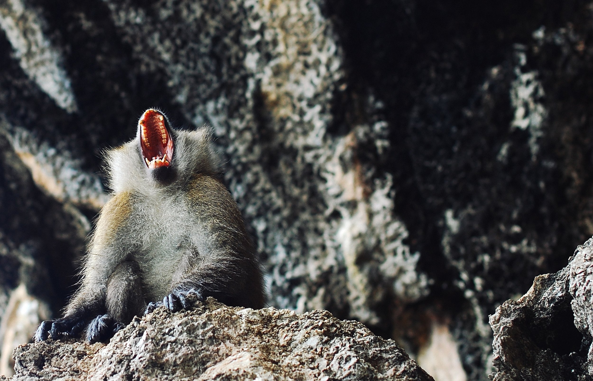 Frustrated monkey in a zoo