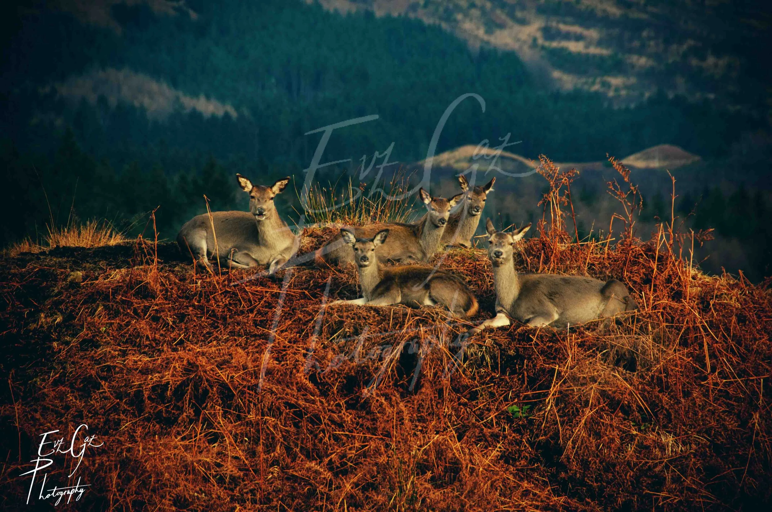 Deer1.jpg