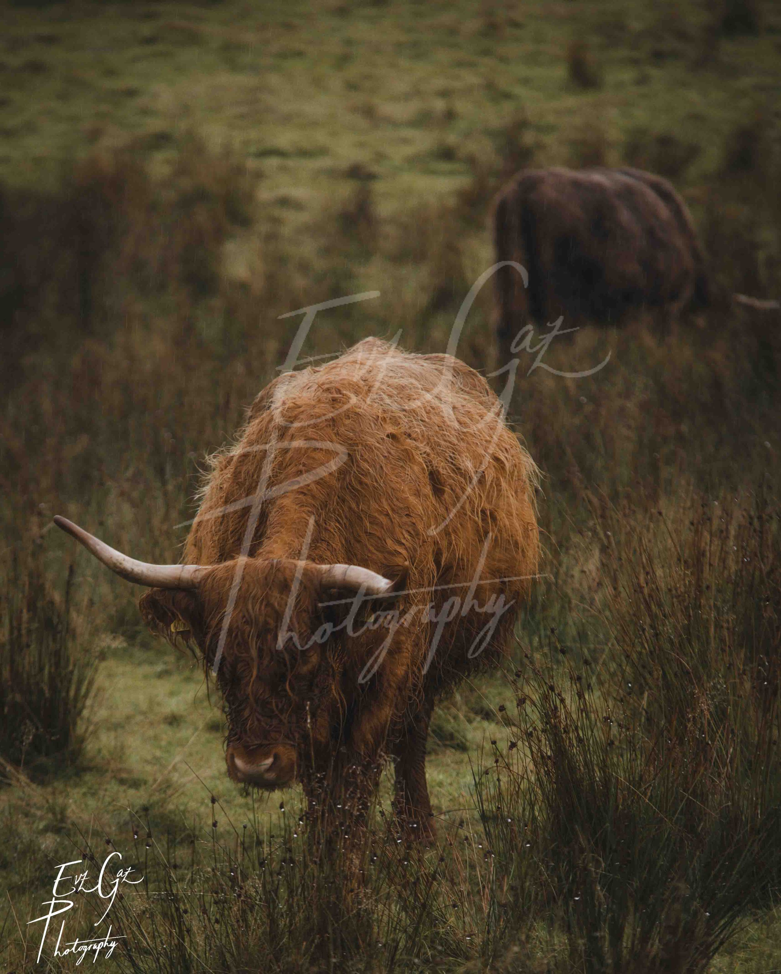 Highland Cow 2