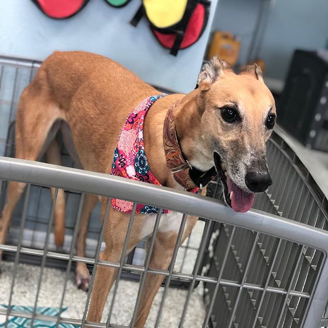 Maple 🍁 patiently waiting for mom to scoop her up after her spa day! 
#dogsofinstagram #greyhound #greyhoundsofinstagram #floral #bandana