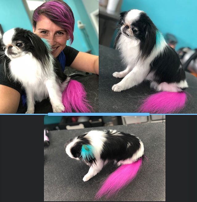Ume and Alli have matching hair this week! She gets so much attention with her pink tail and teal feather extension. 
#japanesechin #creativegrooming #dogsofinstagram #smallbreed #featherextensions
