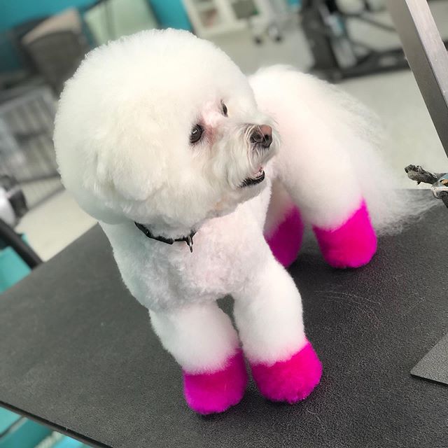 💖 Solavida is prancing in to the weekend with a pop of color! 
#creativegrooming #opawz #smalldogsofinstagram #bichonfrise #bichon