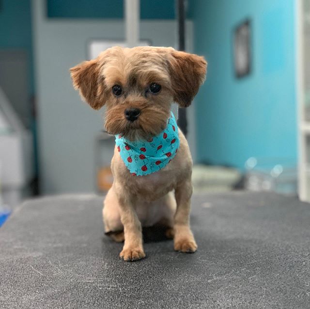 Rosie Sue: &ldquo;It wasn&rsquo;t me. I&rsquo;m too cute.&rdquo; She was so playful with us today and was such a trooper for her first haircut!

#doggrooming #yorkiemix #yorkiesofinstagram #smalldog
