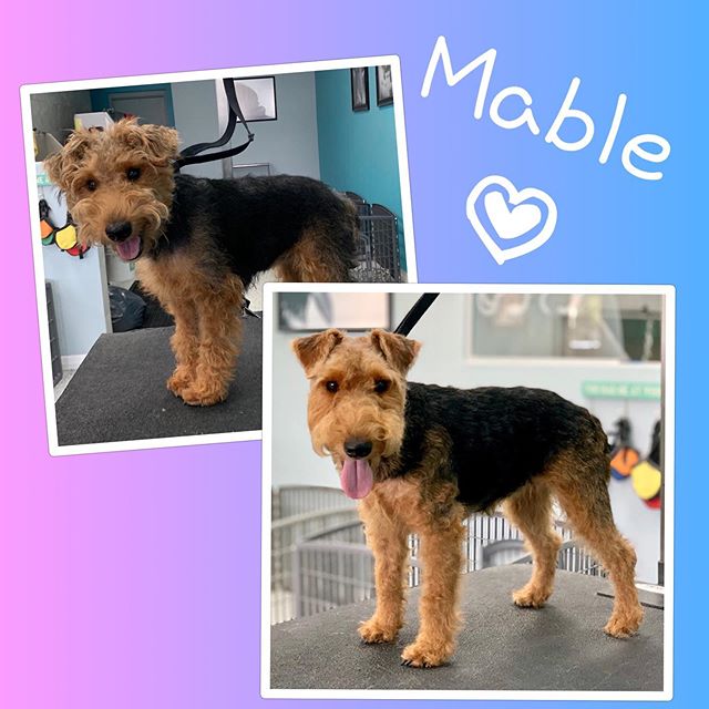 Miss Mable is an adorable Welsh Terrier puppy with tons of spunk.

Wire-coated dogs are supposed to look rough, scrappy, and ready to barrel through the brambles, chasing after critters and laughing at dirt, bugs, and burrs as they fly off that resil