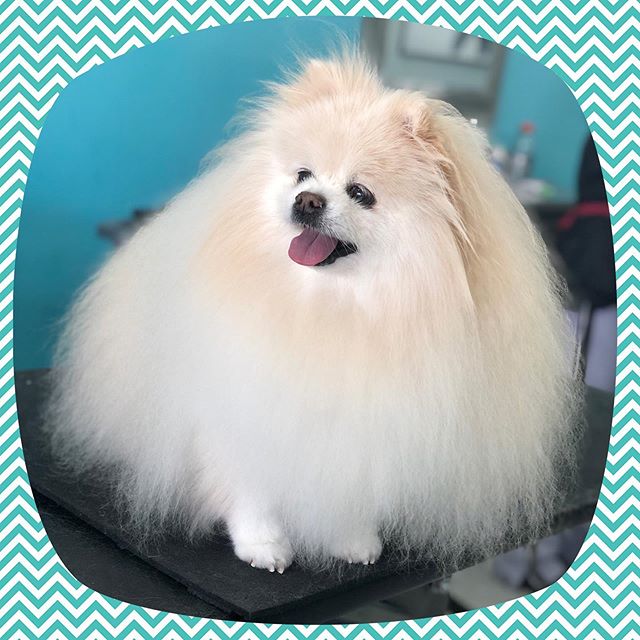 We present to you... the FLOOFIEST pup of them all! Jitterbug 🕺

#pomeranian #fluffydogs #fluffy #smalldog