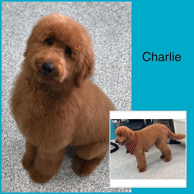 Charlie got a super fluffy blow out today! #doodlesofinstagram