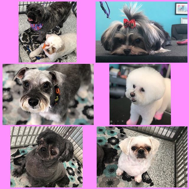 We are back from #FITS in Orlando and wanted to share with you some of our cuties from today.

As we near the end of October don&rsquo;t forget to schedule your November or December appointments. We are filling up fast!! #yorkie #bichonfrise #schnauz