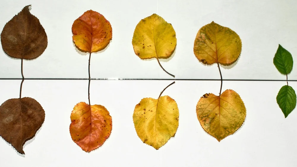Rows of leaves laid on a pale surface, each one further along in turning from green to gold to brown