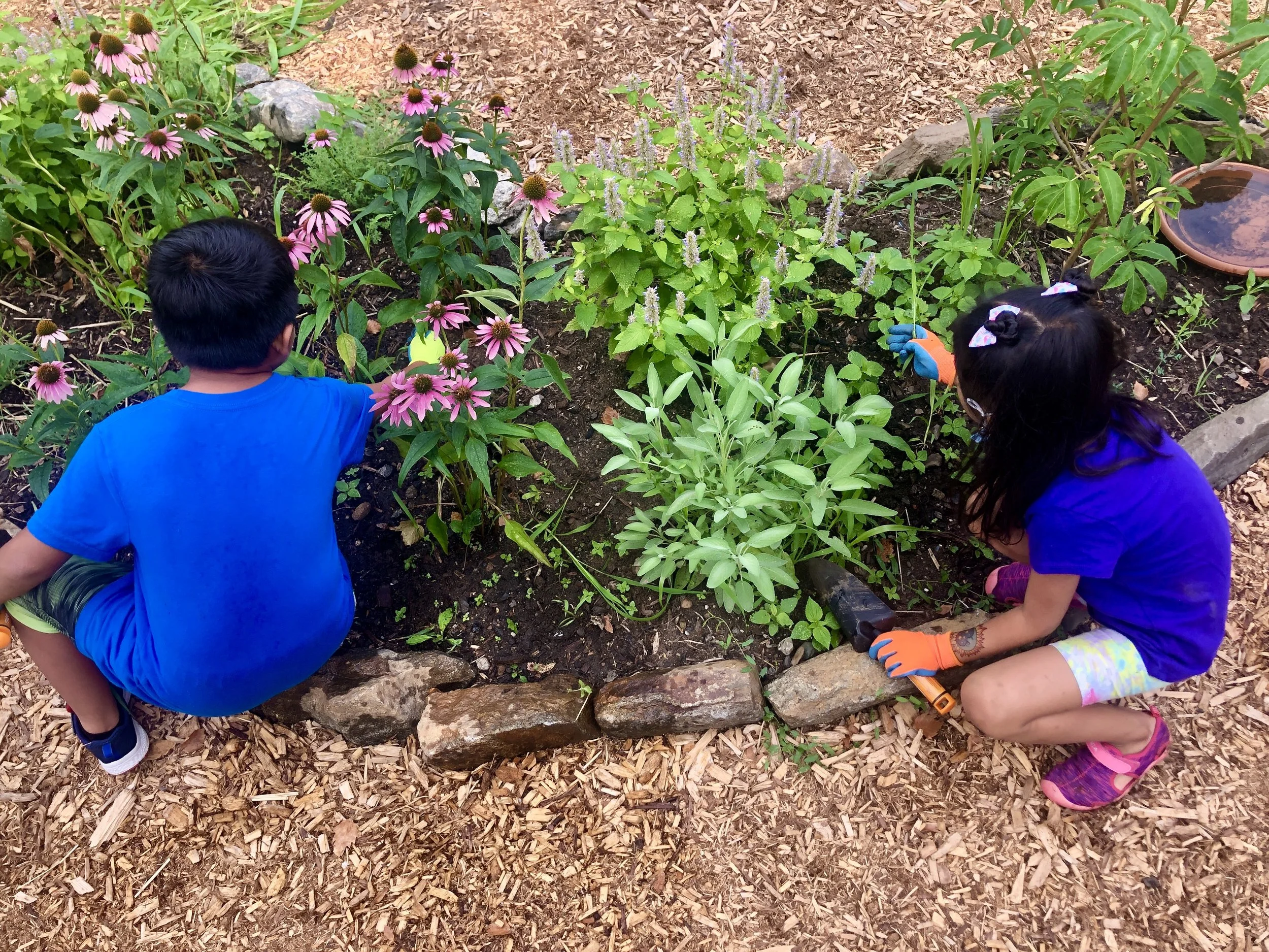  Young gardeners tending perennial beds at St. Ann’s free community summer camp.  