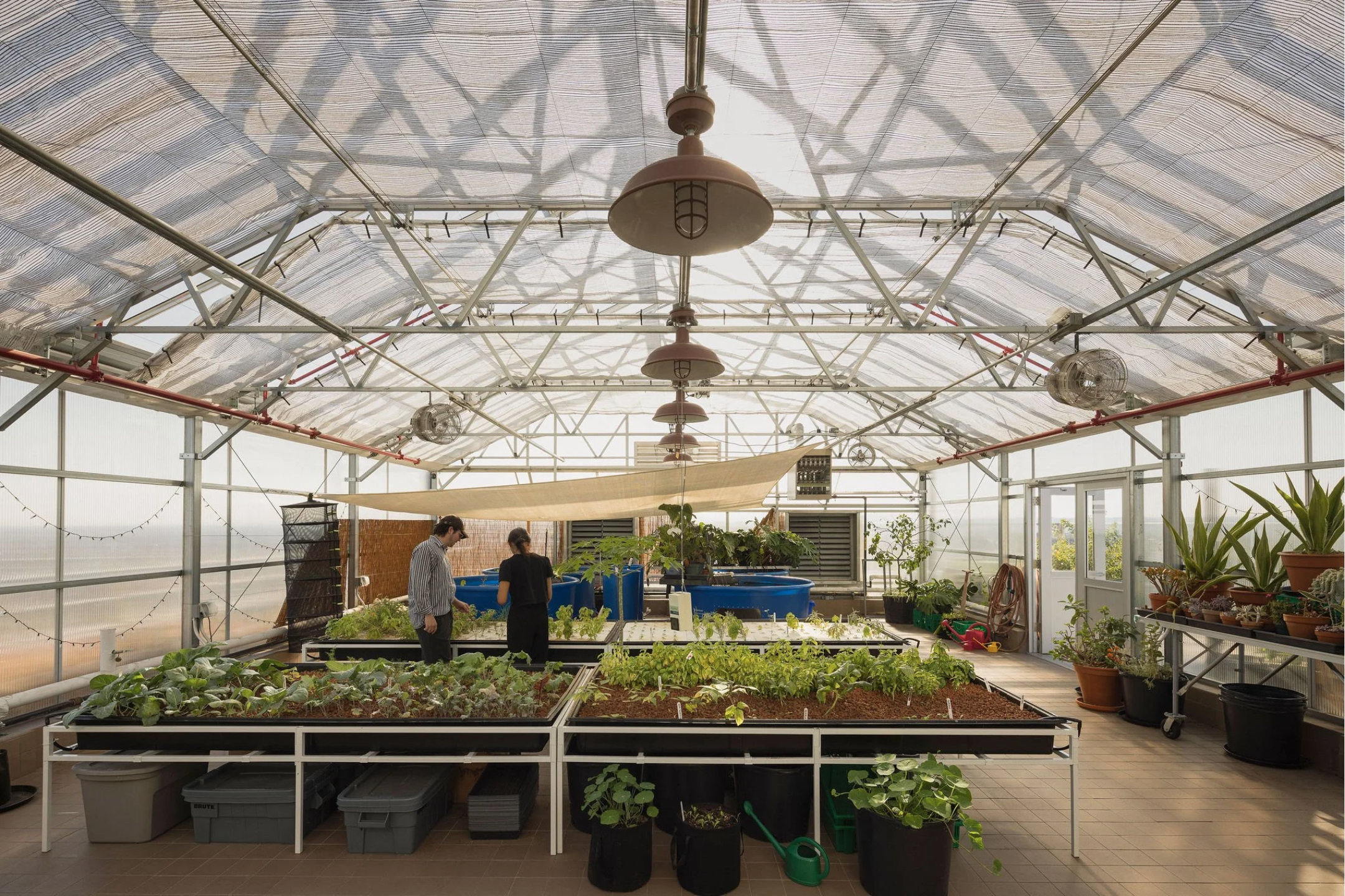  Working at Project Renewal’s Bedford Greenhouse, I had the unique opportunity to bring the site’s 1500 sq foot greenhouse and rooftop to life in service of the building’s residents, the majority of whom had experienced housing insecurity and mental 