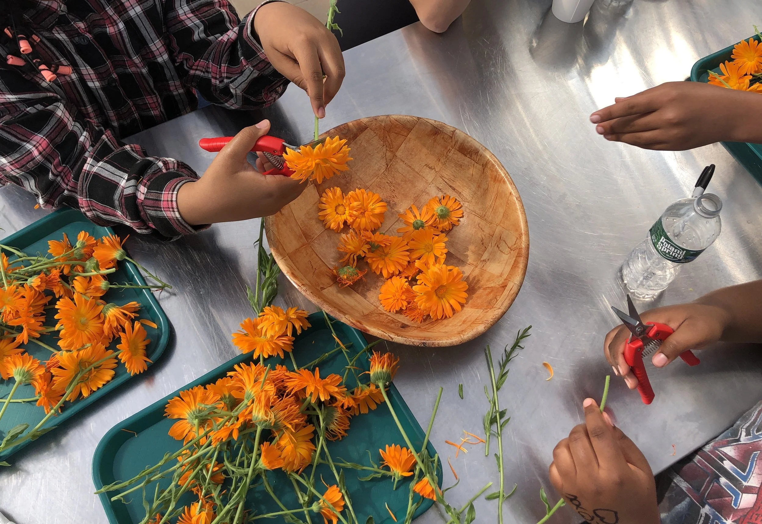  Aquaponics-grown calendula flowers being processed by members of the Bedford Greenhouse “Young Gardeners Club”, a low-threshold, after-school initiative run in collaboration with the site’s resident Occupational Therapist.  