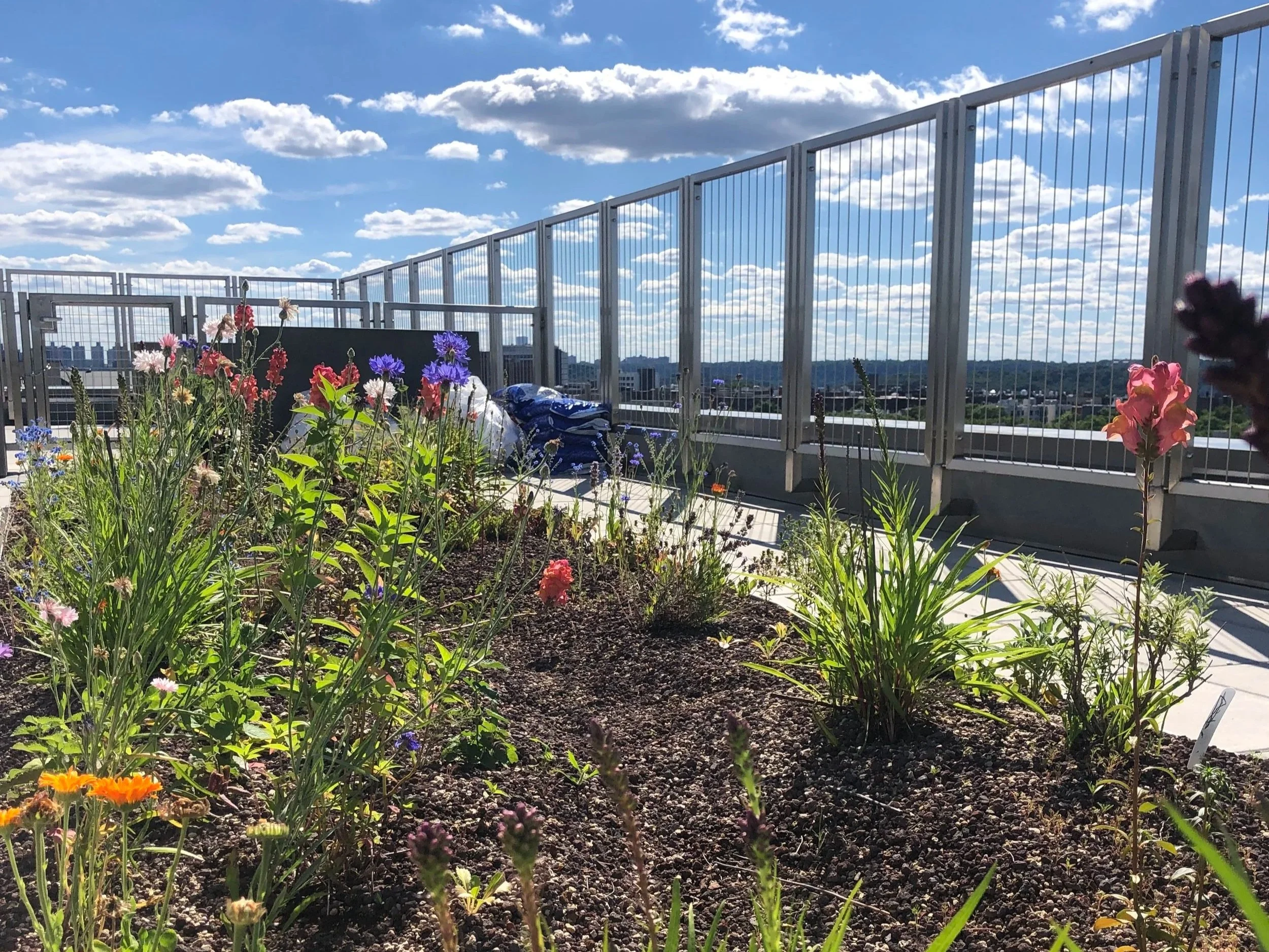  A rooftop meadow provides residents access to the passive benefits of plants and nature and encourages wildlife by providing habitat and respite in the Bronx skies.  