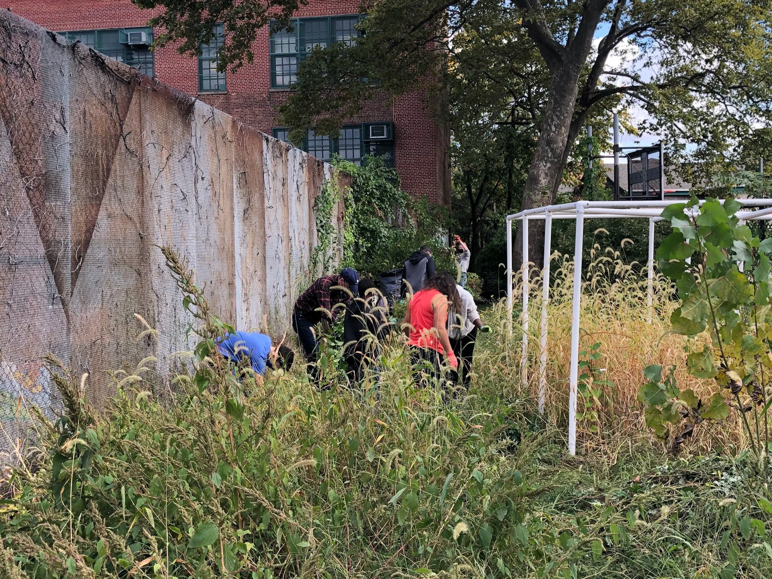  Community members removing perennial weeds and clearing the old garden back in 2020, prior to garden redesign.  