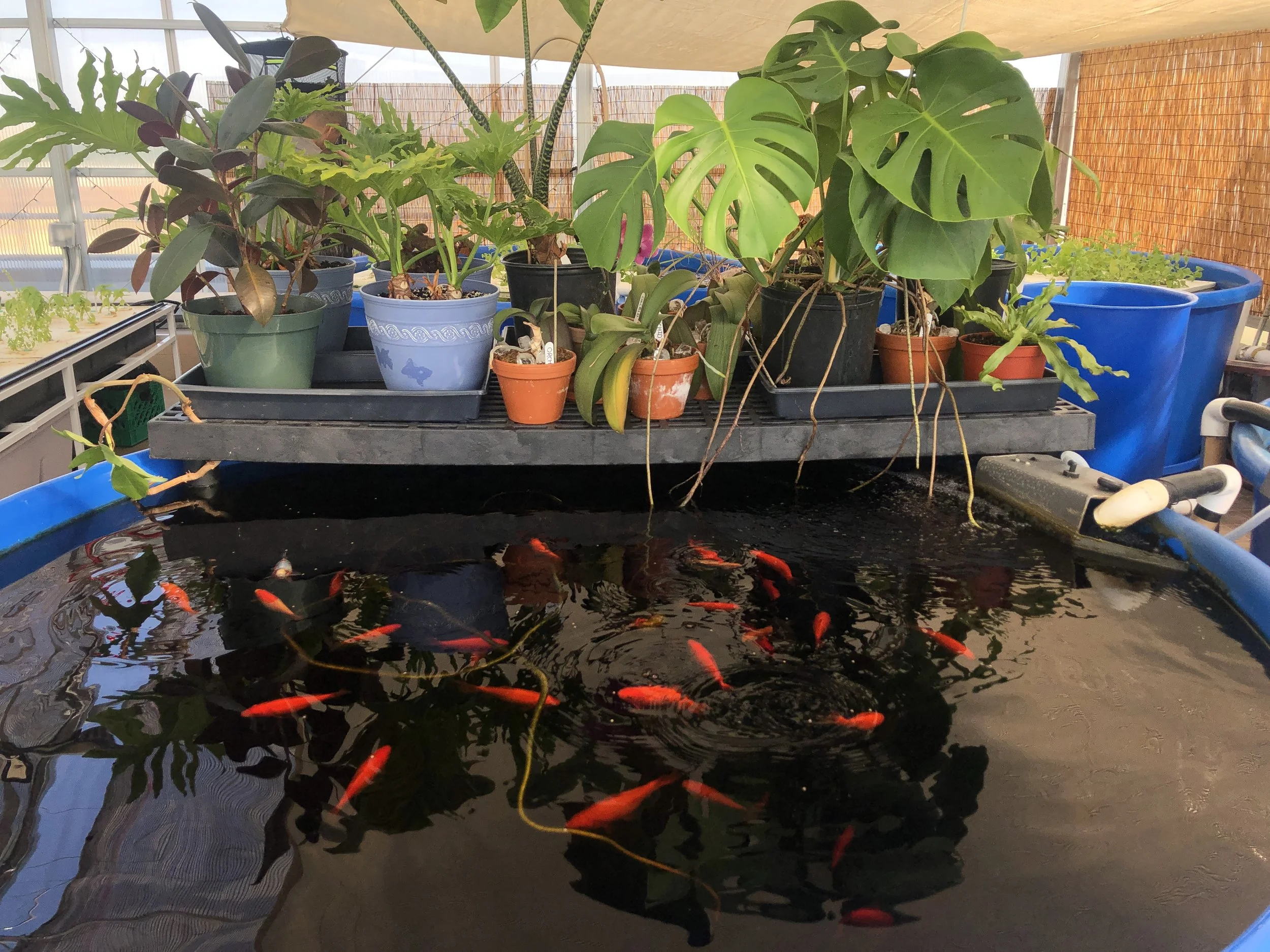  Working with  Oko Farms , we installed a multi-tank, indoor aquaponics system to provide year-round access to produce and herbs and support resident’s mental health goals.   A large number of ornamental plants were donated by an area landscaping fir