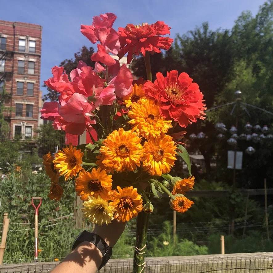  The Micro Flower Farm project was a challenge to create a productive cut-flower farm of miniature scale. The 10 ft by 20 ft plot in the East Village supplied two seasons of cut flowers to over 30 households.   My goal was to demonstrate the possibil