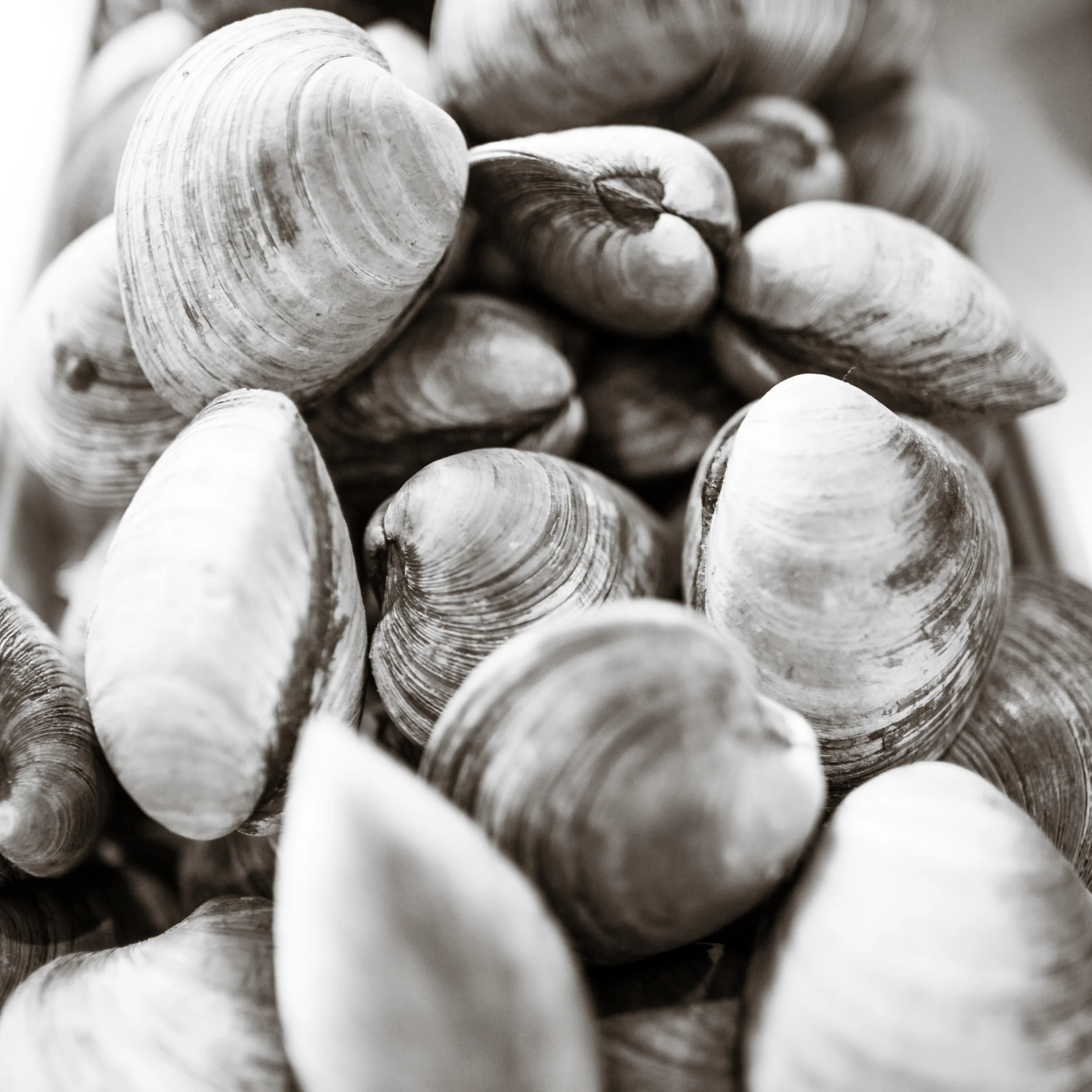Clamming Lbi From The 70s To Today Bird Betty S