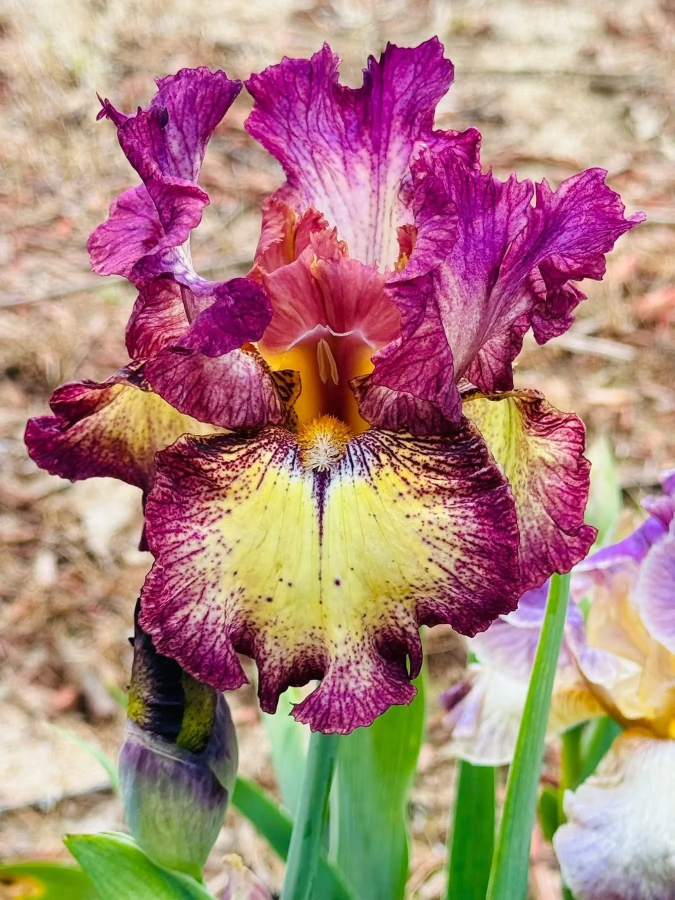 2025-05-12 21.32.49.jpg