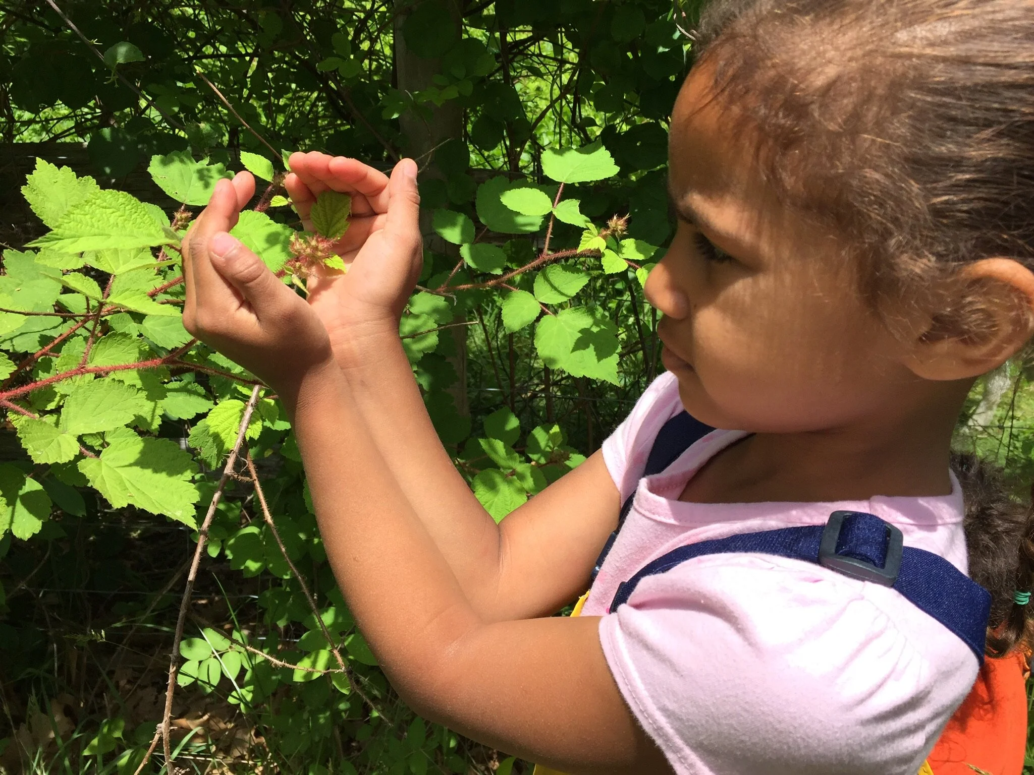 Spring 2019 Newsletter