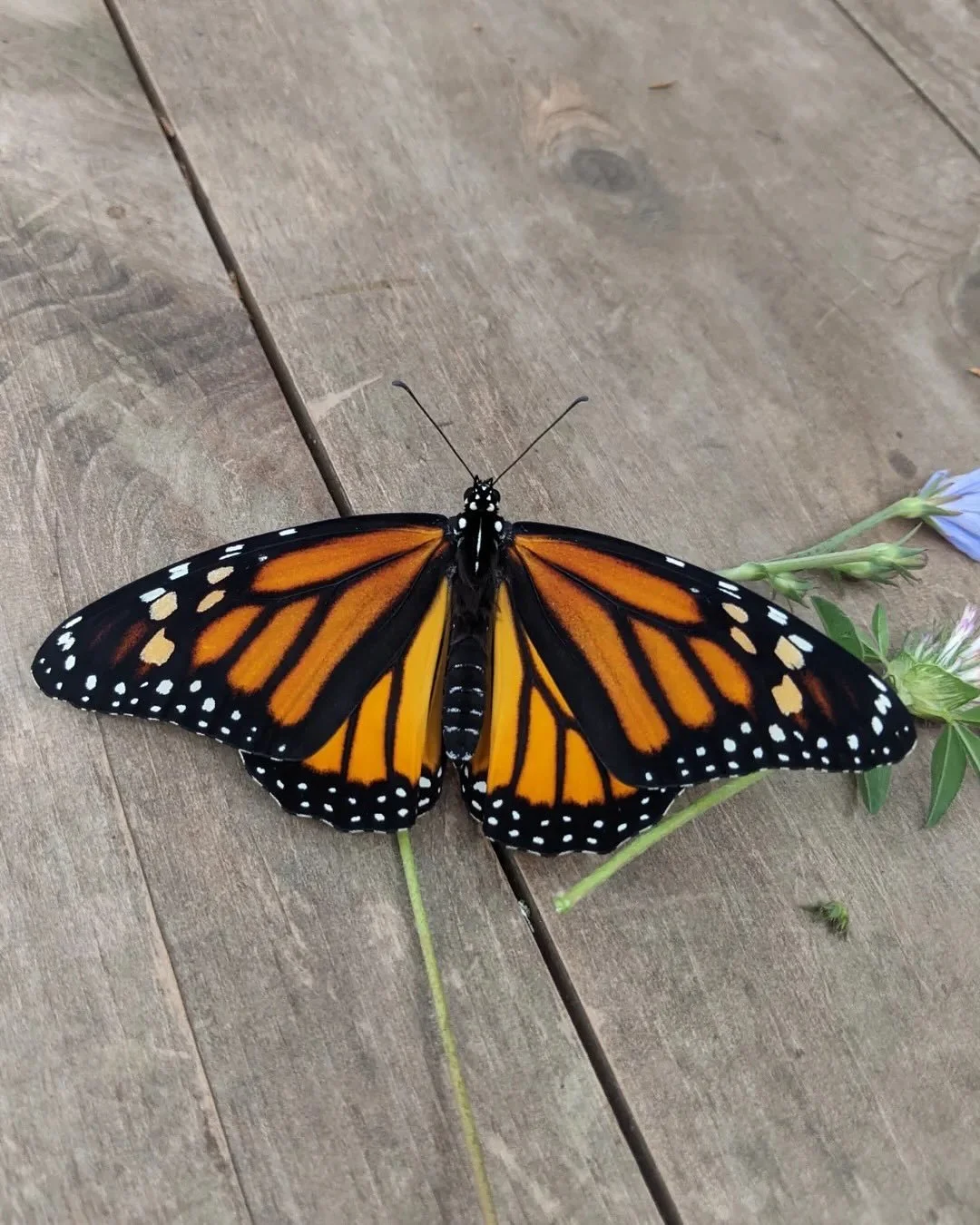 To the Butterfly and the Flutterby, We love you. Truly, Elements 

Thank you to @butterflyeffectfarm for the native plant education and the inspiration to plant our pollinator garden!! 

#elementslearningcollaborative #natureschool #summercamp #outdo