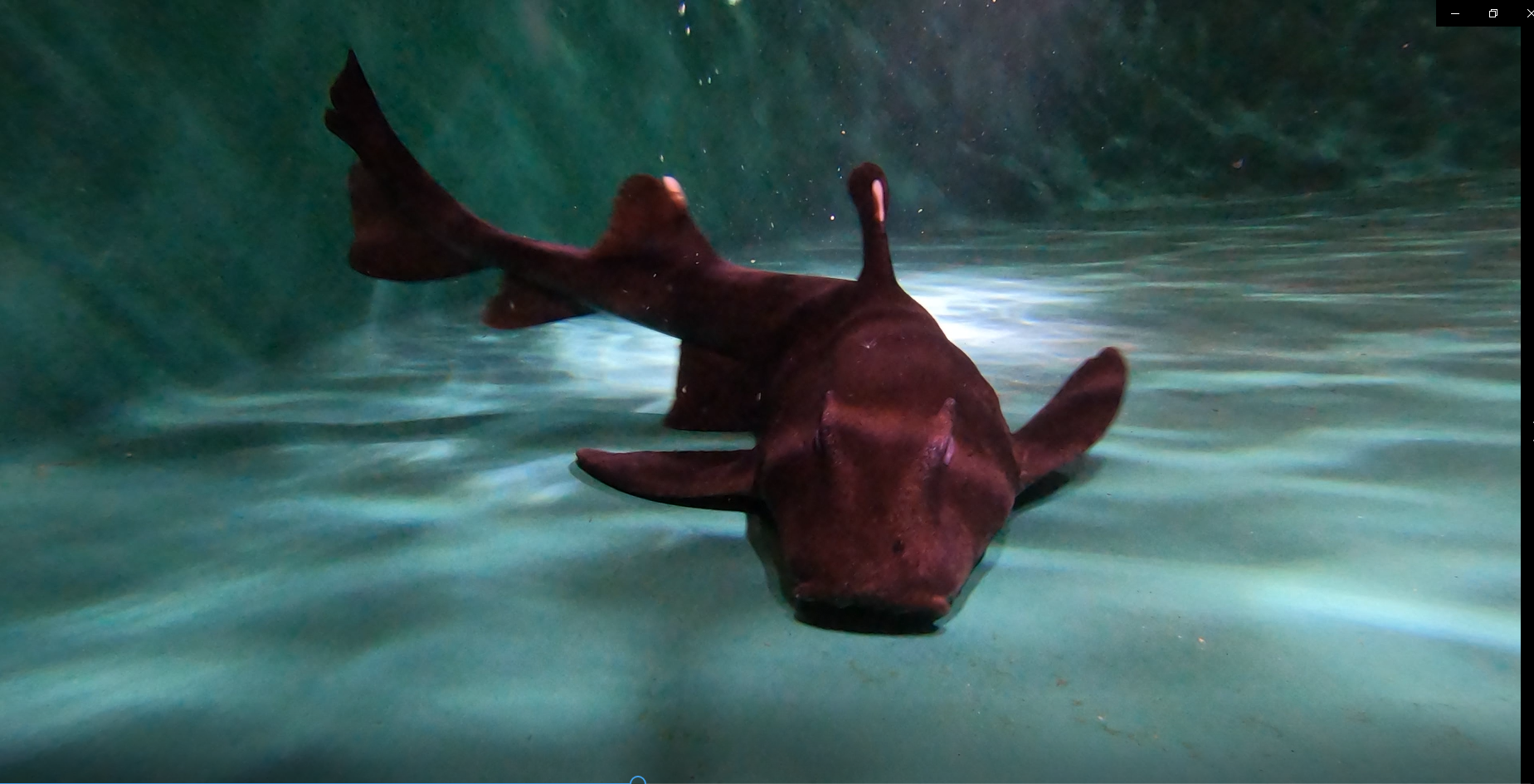 Horn Shark.PNG