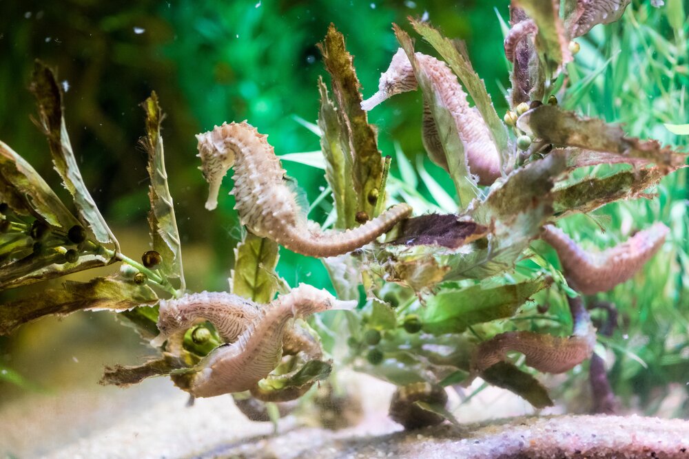 Lined Seahorses.jpg