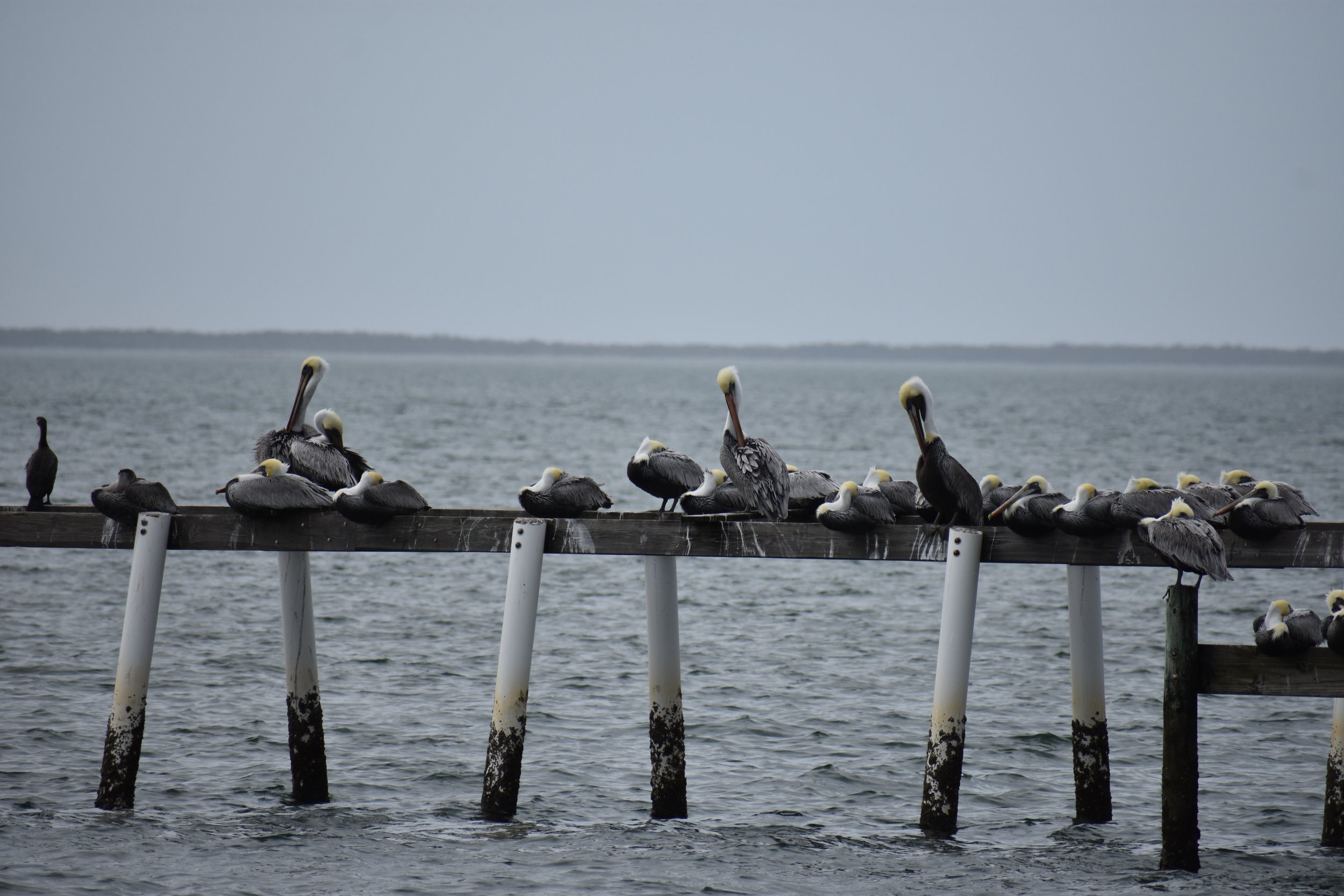 DSC_0125.JPG