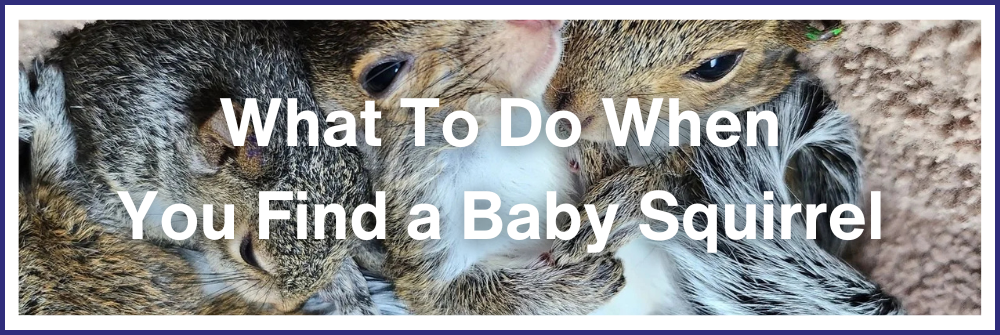 What To Do When You Find A Baby Squirrel