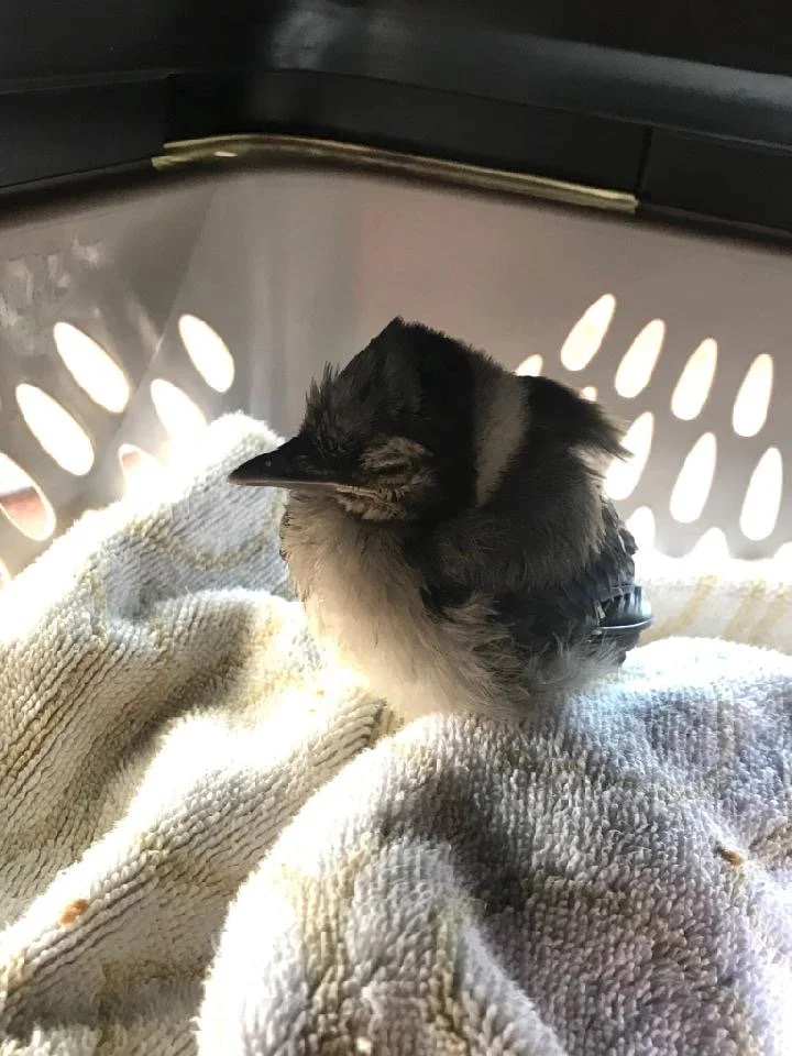 A Blue Jay fledgling on top of a towel in a laundry basket.