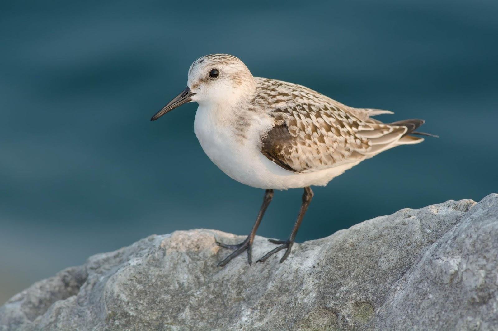 Bird Watcher's Guide to the Beautiful and Strange Birds of Florida ...