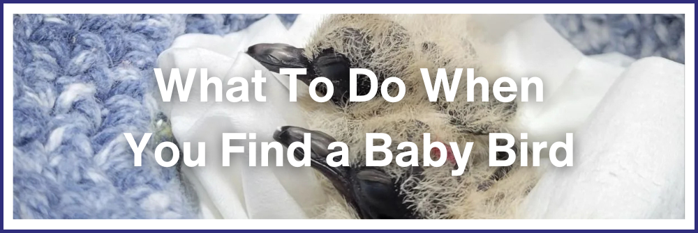 What To Do When You Find A Baby Bird