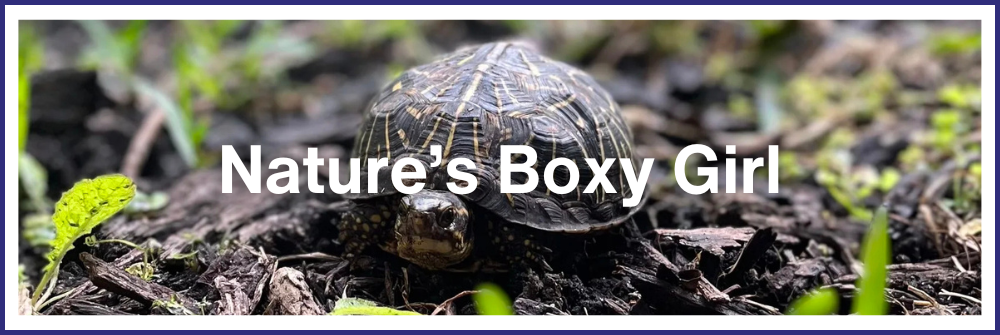 Nature's Boxy Girl