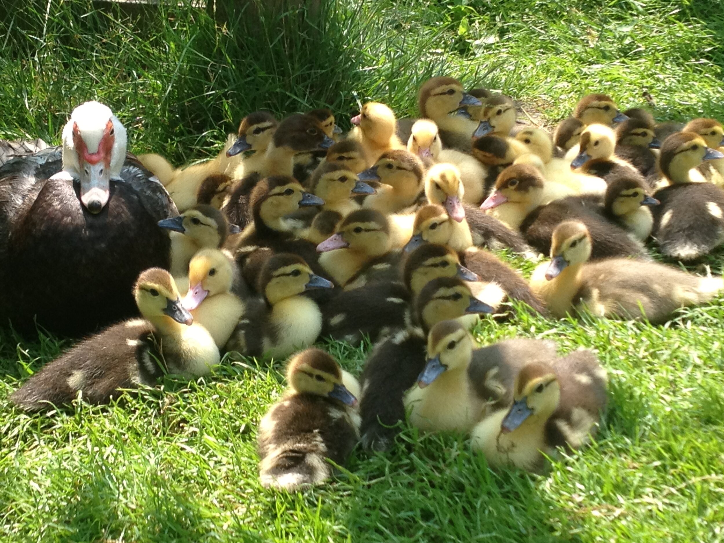 ducklings-2012.jpg