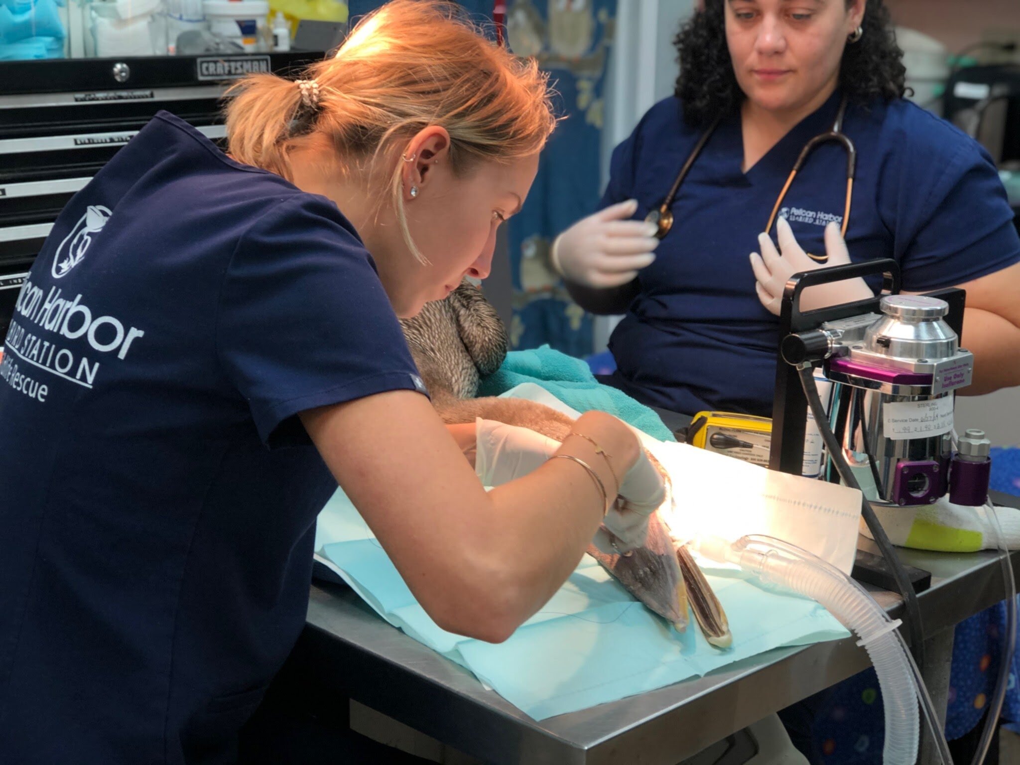 Wildlife rehabbers performing a pouch repair surgery