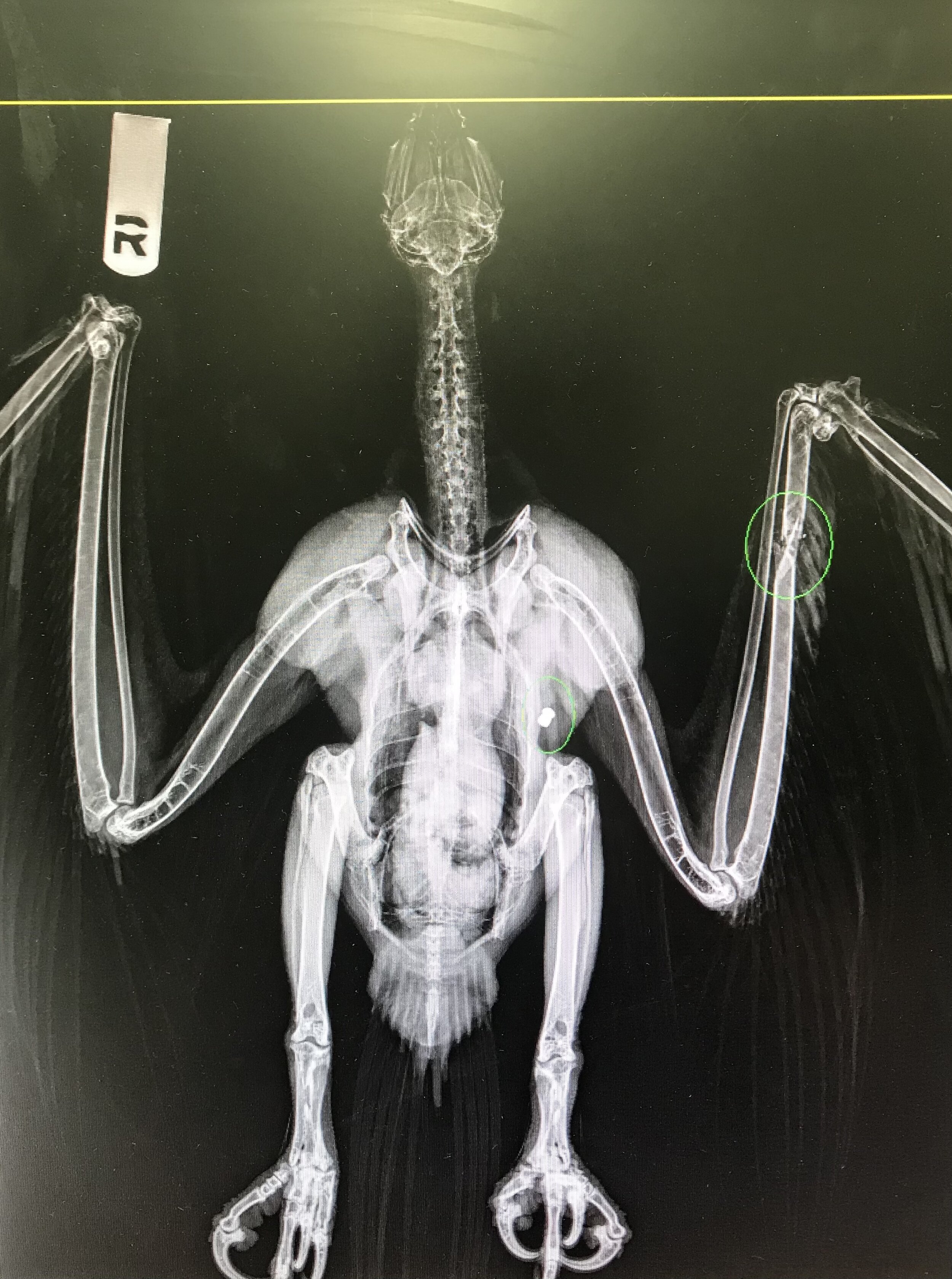 X-Rays of Osprey that was shot